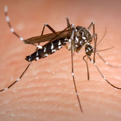 odkomarzanie odkomarzanie