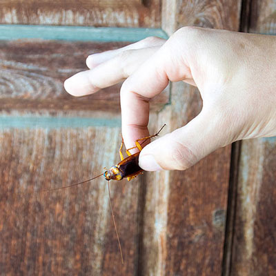 usuwanie karaluchów usuwanie karaluchów