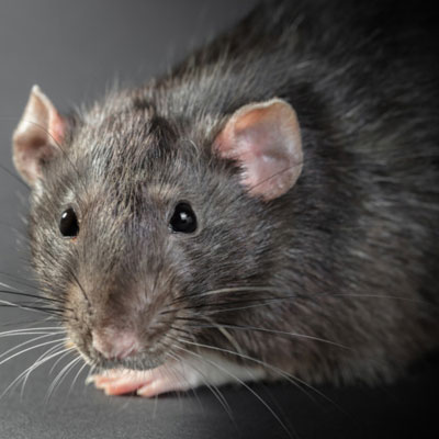 zwalczanie szczurów zwalczanie szczurów